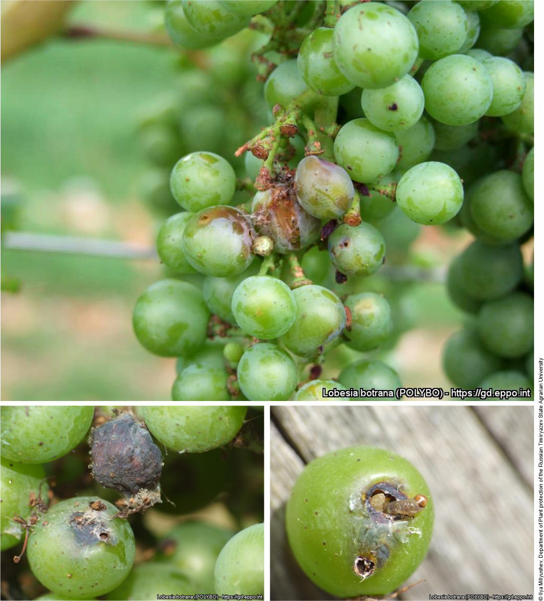 Lobesia botrana daños en uva
