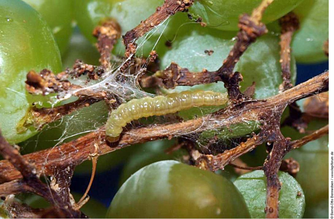 Larva lobesia botrana