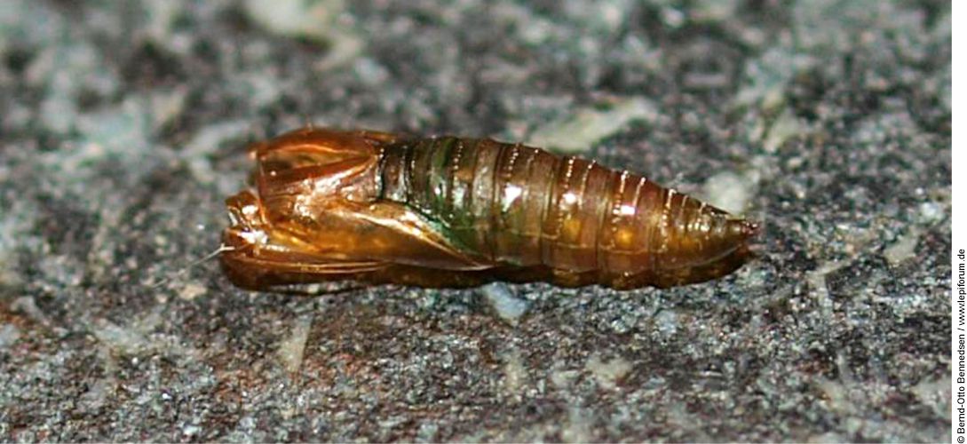 Pupa lobesia botrana