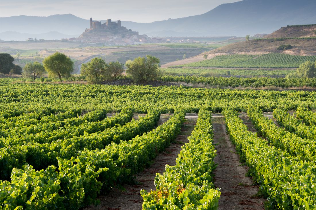 Viñedo en la rioja